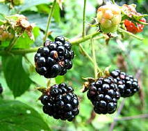blackberries and other wild fruits can be eaten fresh, or made into jams, wines, cordials, crumbles or pies
