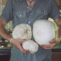 puffballs can sometimes be found the size of footballs, so one can go a long way; they are delicious, have a wonderful texture and can be cooked like any other mushroom