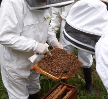 as long as you wear protective clothing when handling bees and use common sense when locating your hive(s), you and your neighbours will have no problems with bees