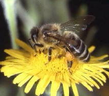 a honey bee pollinating a dandelion whilst collecting pollen and nectar
