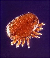 a varroa mite - a serious problem in beehives; they're not as big as this in real life, luckily