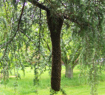 a swarm hanging from a tree
