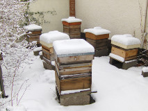 hives full of hibernating bees