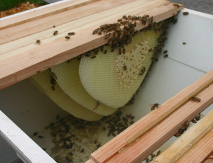bees building their cells freestyle in a top-bar hive