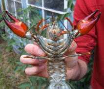 crayfish1