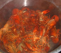 crayfish2