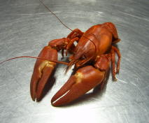 crayfish4