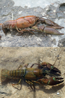 crayfish 6
