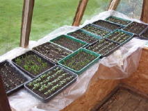 gardening 1