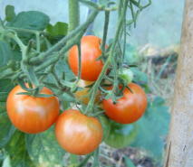 gardening 4