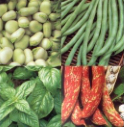 Beans & Herbs logo