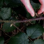 Bramble tips as February forage of the month