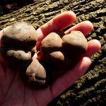 December forage of the month: so-called King Alfred's cakes