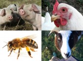 Keeping animals