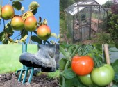 Gardening & smallholding