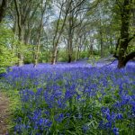 Threatened ancient woodlands like this bluebell wood can be found across the UK