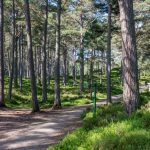 A Woodland Trusts woodland in Scotland