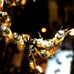 bees