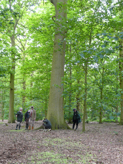 140-year-old-Oak