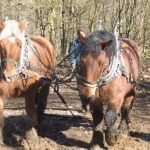 Are you interested in working as a horse logger?