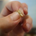 Hand holding a grain of wheat