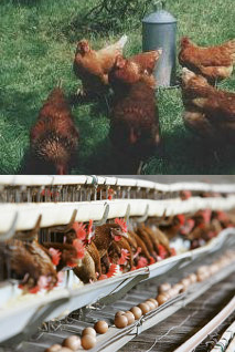 small & free-range vs big & cruel