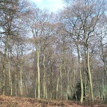 Beech on the (chalk) chiltern hills; beech do well on alkaline, chalky soil