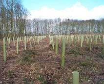 One-hectare clearance, re-planted with oak, ash and alder;