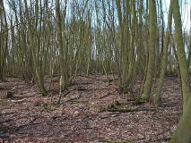 Coppicing is an important element of woodland management
