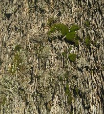 Close-up of moss and lichens growing on a thatched roof