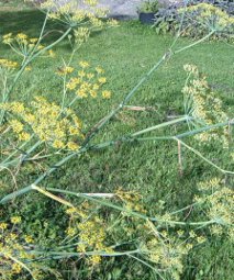 a fennel plant 'gone to seed'