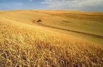 Dreary monoculture