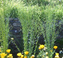 It's not just food plants that you can save seed from