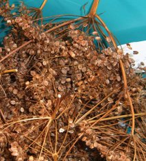 parsnip seeds after drying - about to be extracted and stored
