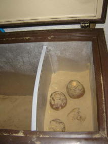 Preserving food in a defunct chest freezer - no power needed to store these swedes, just damp sand
