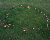 'Fairy ring' of Scotch bonnets, Marasmius oreades;