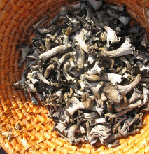 Craterellus cornucopioides being collected in a basket, so that they don't 'sweat'