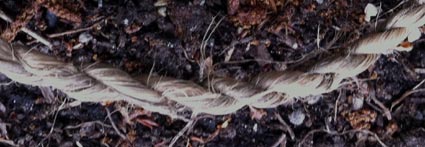 Lime cordage Lime cordage