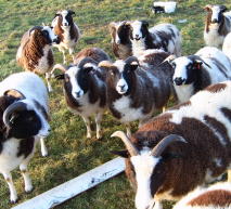 There is a large variety of commercial activities available to smallholders