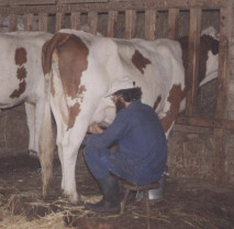 Hand-milking dairy cows