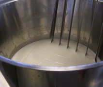 Cutting the curd in a stainless steel bucket to release the whey