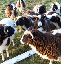 Sheep's milk is ideal for cheesemaking