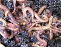 Composting with critters 1: tiger worms