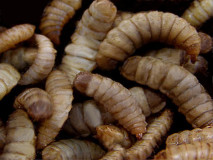 Grub composting