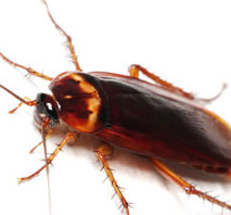 Cockroaches - really efficient converters