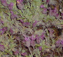 Lavender in flower