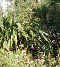 Three layers of perennial plants -