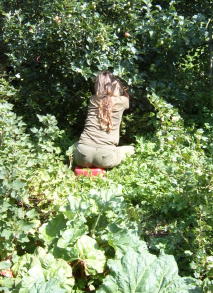 Harvesting gooseberries from a forest garden,