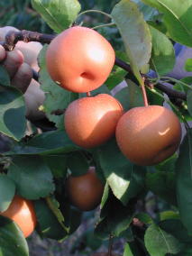 not apples, but Asian pears; they crop reliably with delicious fruit - here in a forest garden in East Sussex
