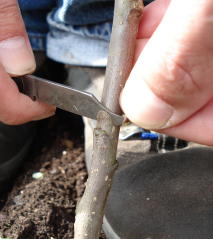 Chip budding is a good type of graft to use to propagate most types of fruit trees